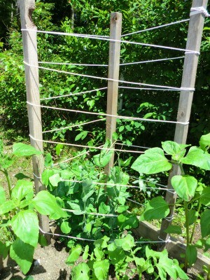 A trellis with wood poles and rope, for training beans.