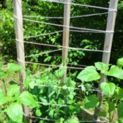 A trellis with wood poles and rope, for training beans.