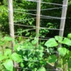A trellis with wood poles and rope, for training beans.