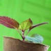 Create Gifts From Plant Cuttings
