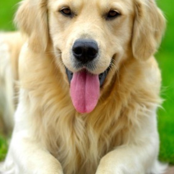 Tips for Keeping Pets Healthy ThriftyFun