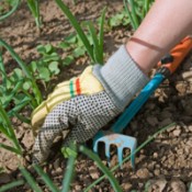 A person in gloves working in a garden.