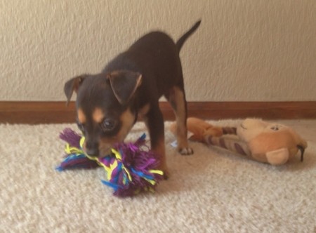 Black and tan puppy playing.