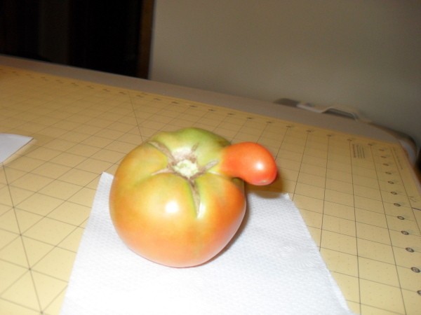 A tomato with an extra growth on the side.