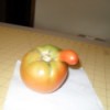 A tomato with an extra growth on the side.