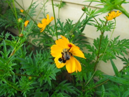 Yellow flower with guests.