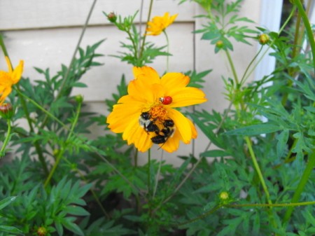 Bumble bees and ladybug on coreopsis flower.