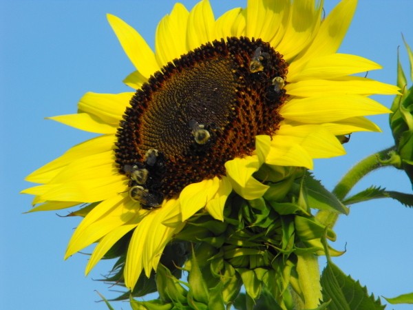 Bees and Sunflowers (Maryville, TN)