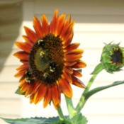 Bees and Sunflowers (Maryville, TN)