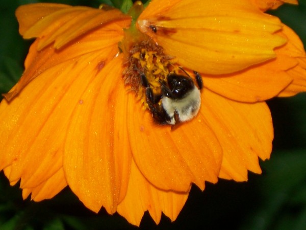 Bumblebee Pollinating Coreopsis (Maryville, TN)