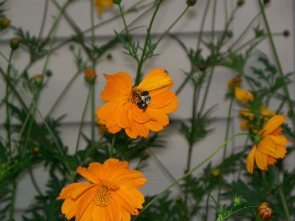 Bumblebee Pollinating Coreopsis (Maryville, TN)