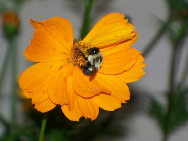 Bumblebee Pollinating Coreopsis (Maryville, TN)