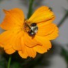 Bumblebee Pollinating Coreopsis (Maryville, TN)