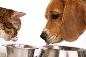 Cat and dog at their food bowls.