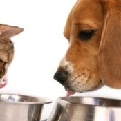 Cat and dog at their food bowls.