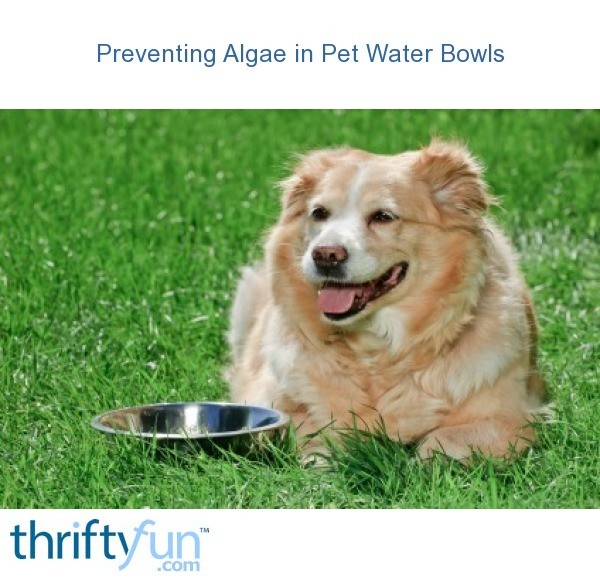 Preventing Algae in Pet Water Bowls ThriftyFun