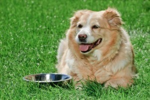 Preventing Algae in Pet Water Bowls