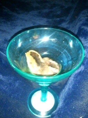 Chickie in a blue stemmed glass.
