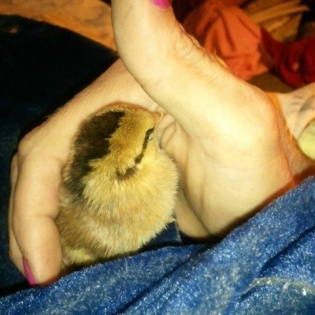 Chickie in owner's hand.