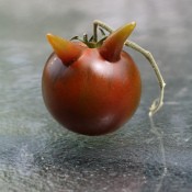 Heirloom tomato with two horn like protrusions.