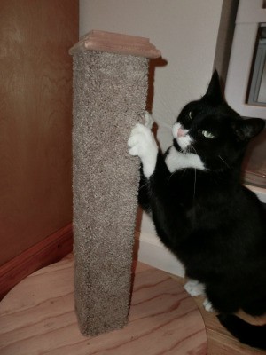 The homemade cat scratching post in action.