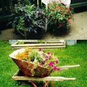 Wheelbarrow Filled with Flowers