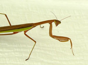 Praying Mantis