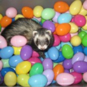 A ferret in a play pit of plastic Easter Eggs