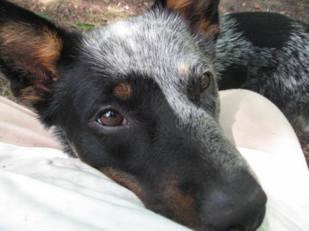 Closeup of Buddy Buddy's face.