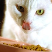 White kitty at dish.