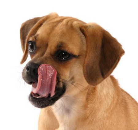 Dog licking its face.