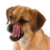 Dog licking its face.
