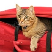 Traveling With Pets