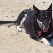 Dutchess (German Shepard and Siberian Husky Mix)