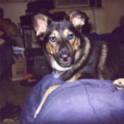 Brutus (German Shepherd and Siberian Husky Mix)