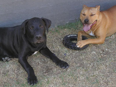 Tammy & Tyson (American Staffordshire Terrier and an American Staffy-Mastiff)