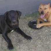 Tammy & Tyson (American Staffordshire Terrier and an American Staffy-Mastiff)