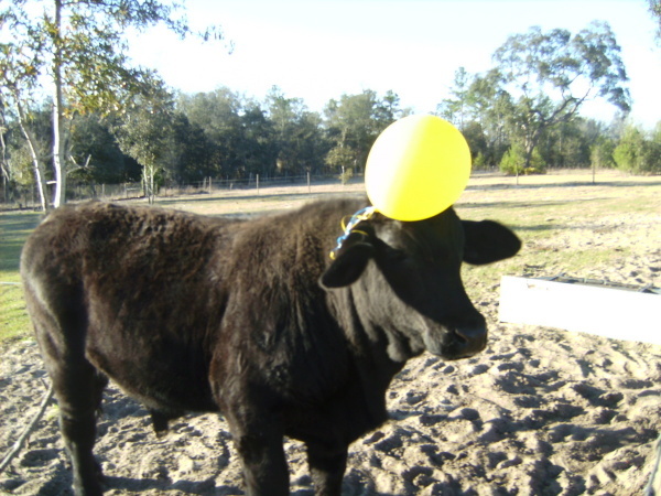 Buddy with balloon on head.