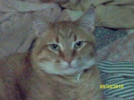 Wiley (Tabby Cat)