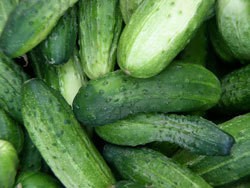 A bunch of ripe green cucumbers.