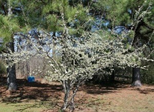 Plum Tree In Bloom