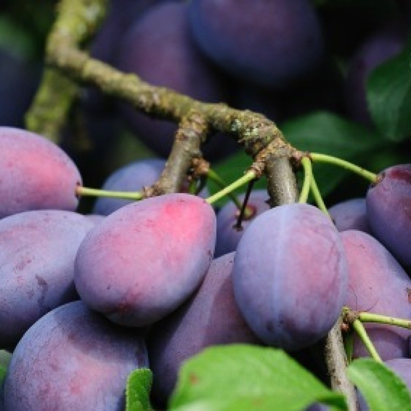 Growing a Plum Tree ThriftyFun