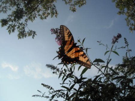 Butterfly on a butterfly bush.