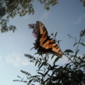 Butterfly on a butterfly bush.