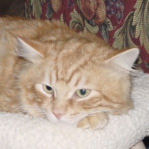 Karma resting between flower meals.