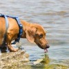 Photo of a Mini Dachshund by the water.
