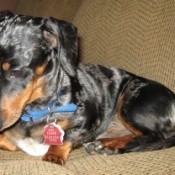 Lenard (Miniature Dachshund)