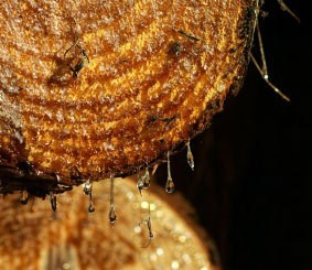 Getting Pine Sap Off Hands