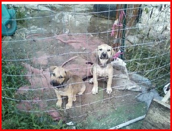 Puppies in an outdoor pen.