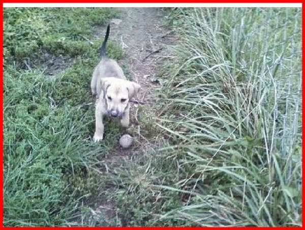 Puppy with a ball.